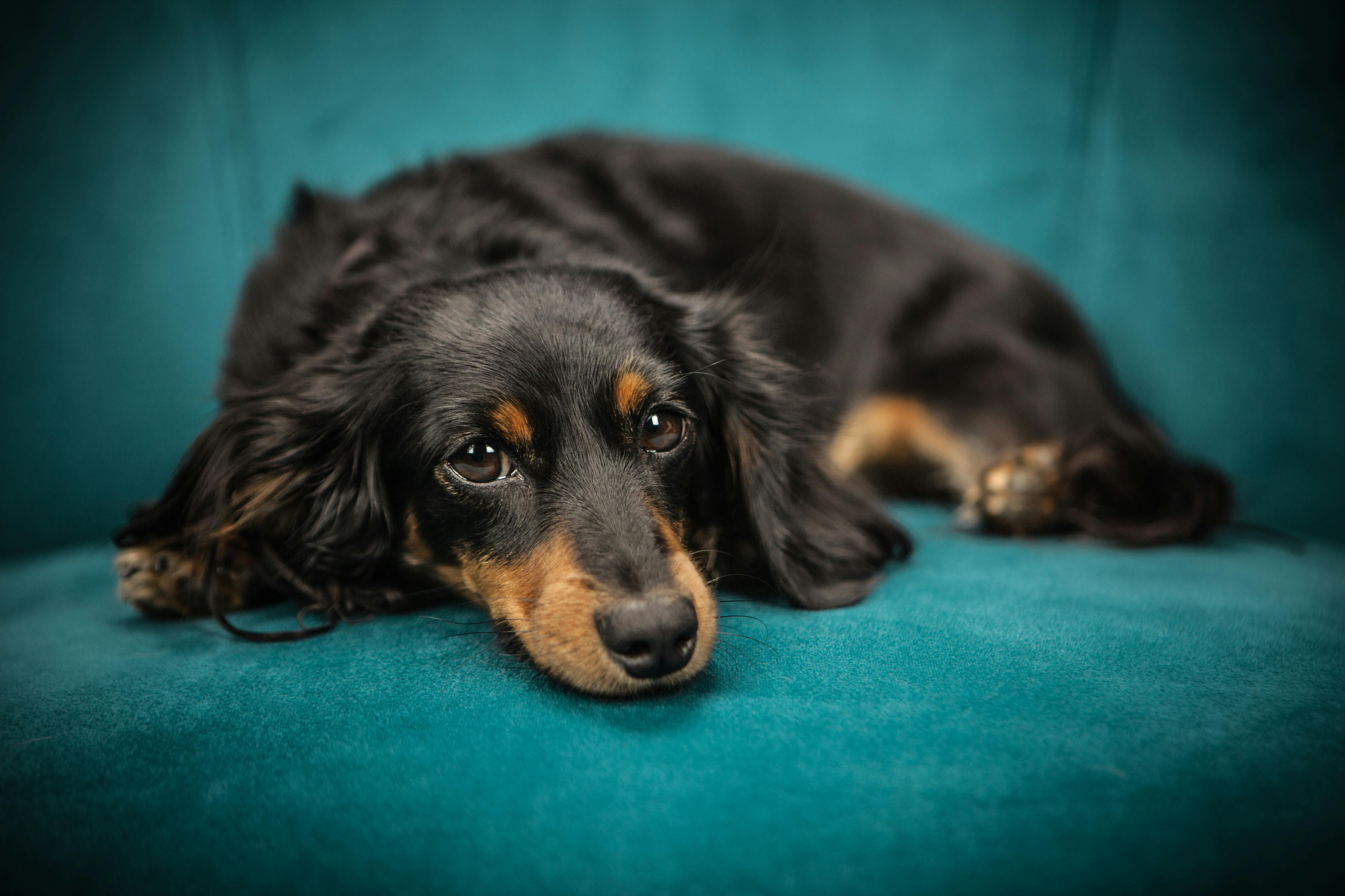 name the dog breeds thumbnail